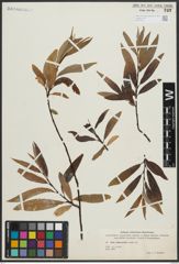 Foto von Salix arbusculoides Andersson